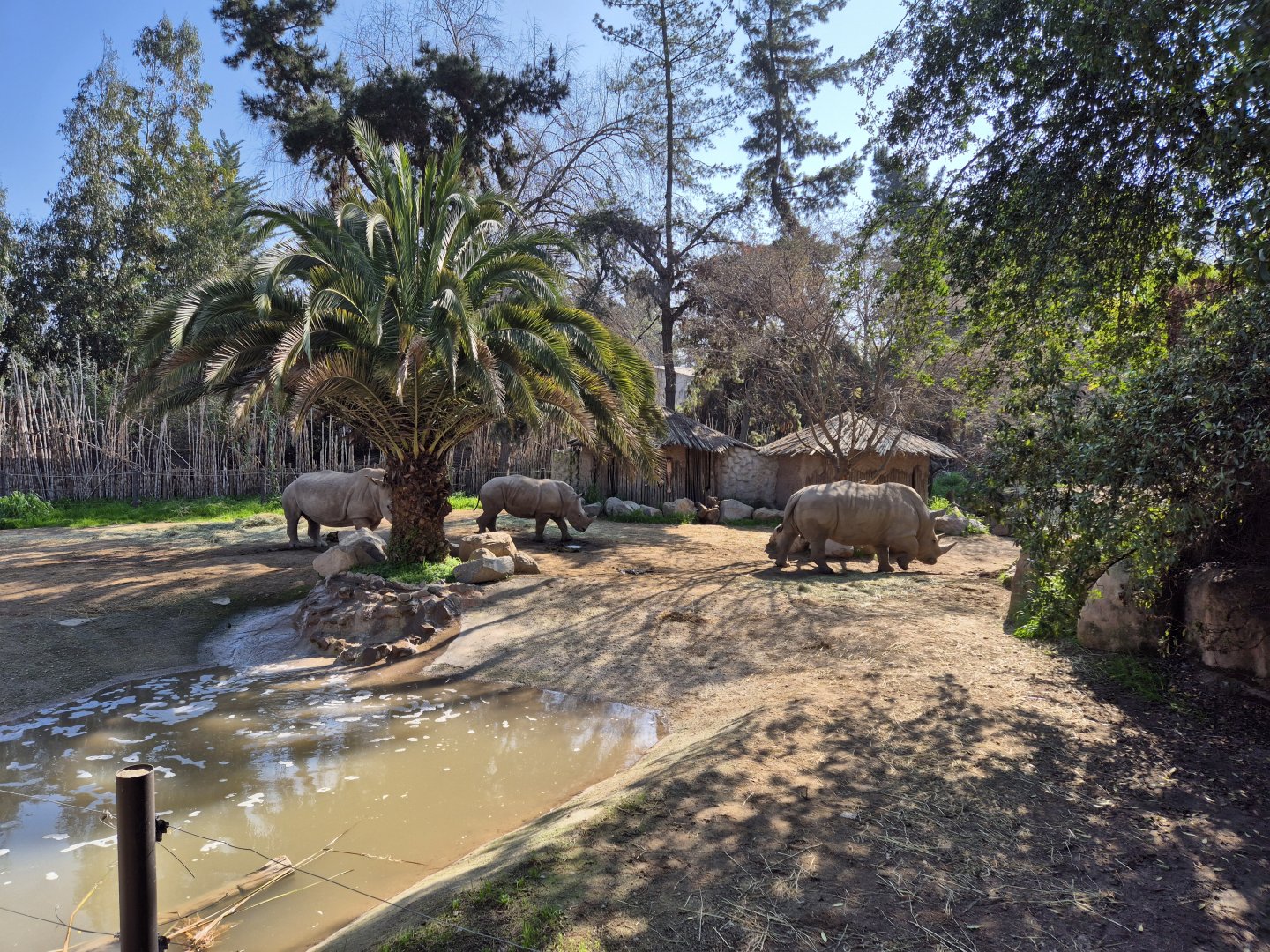 White Rhino exhibit