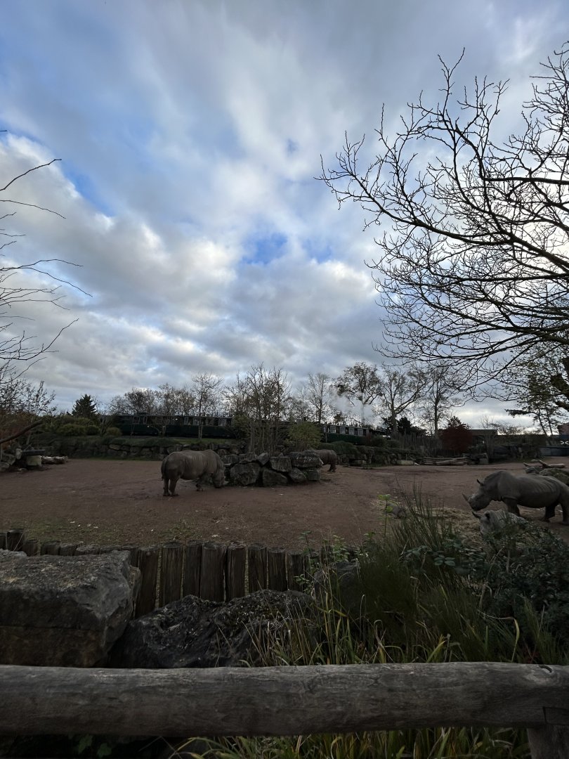 White rhino exhibit