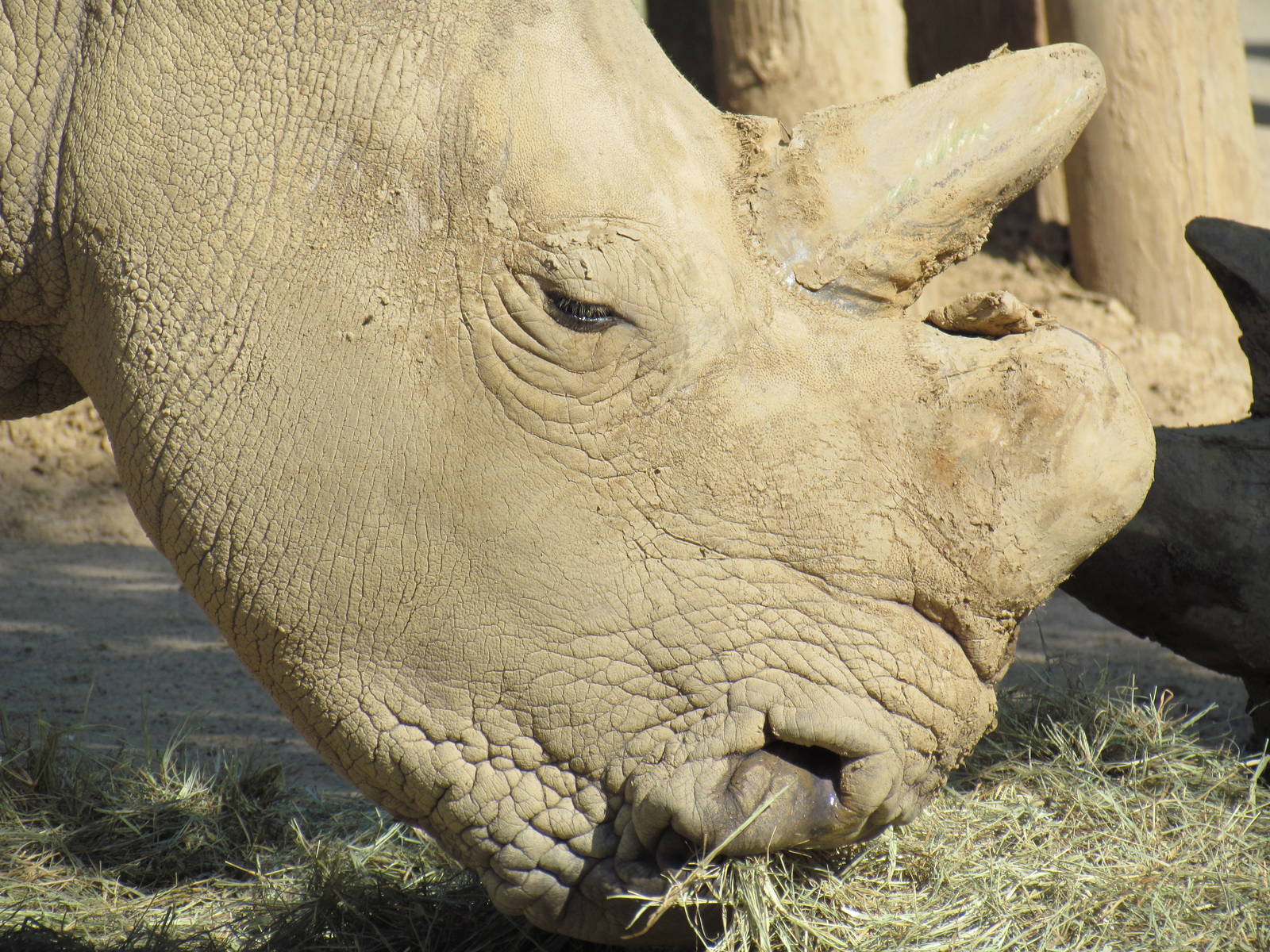 White Rhino Face