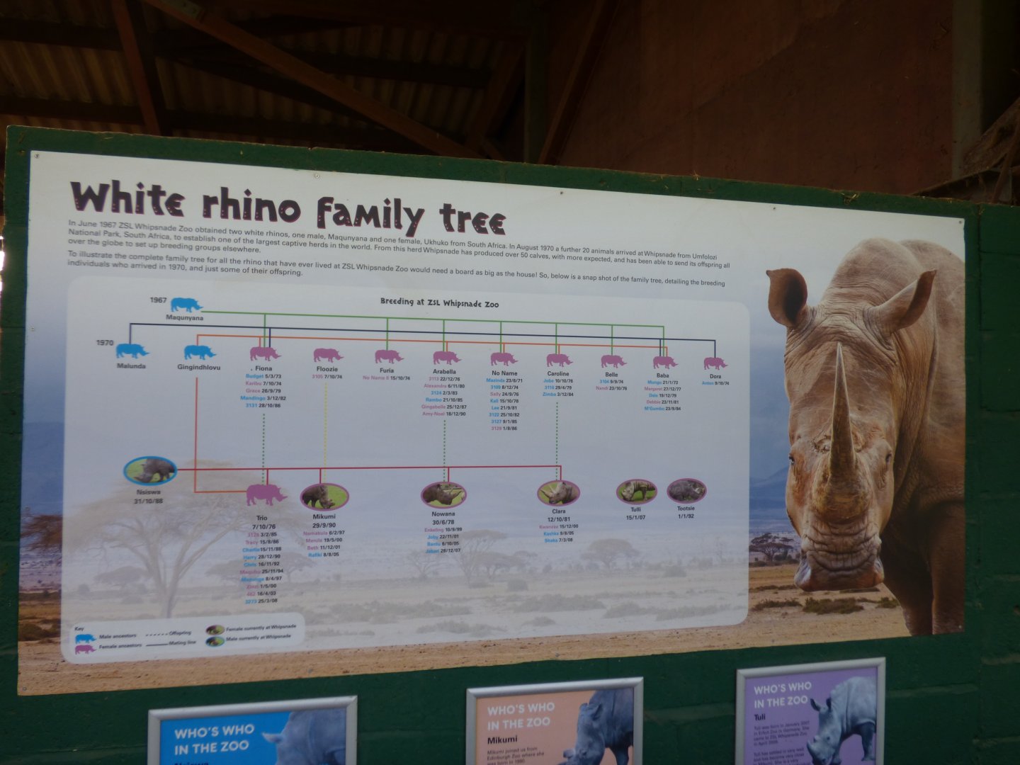 White Rhino Family Tree