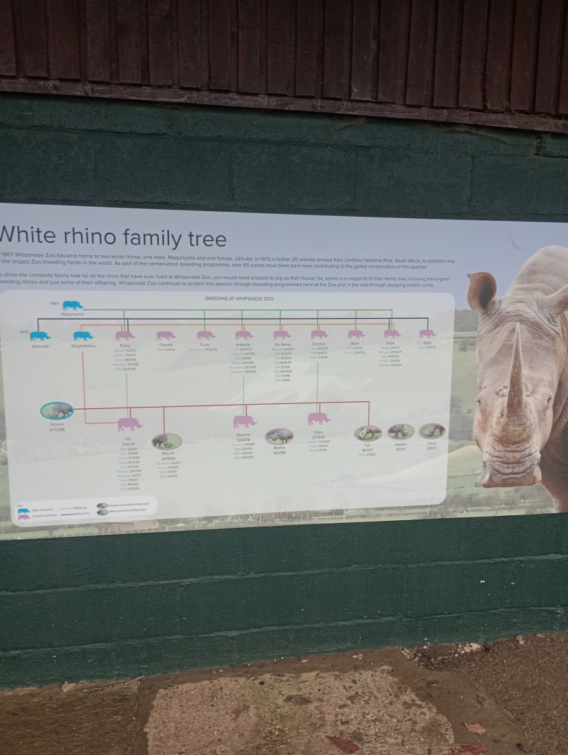 White rhino family tree