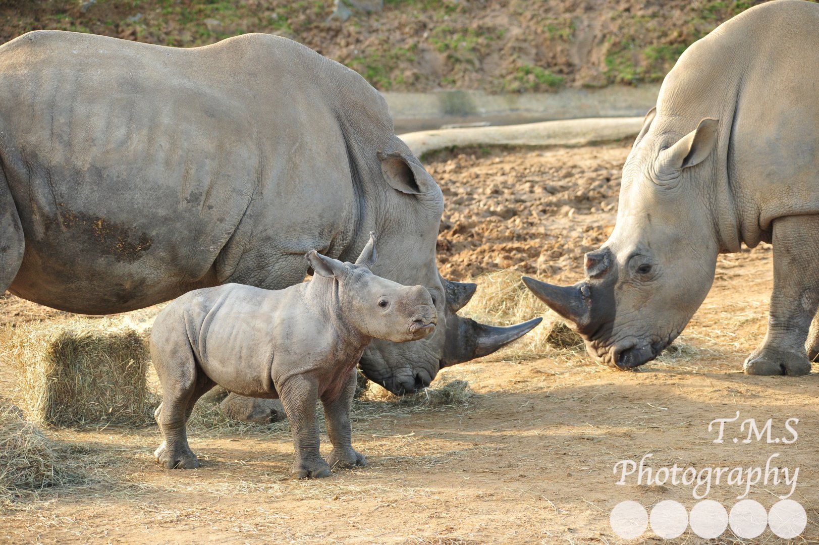 White Rhino Family