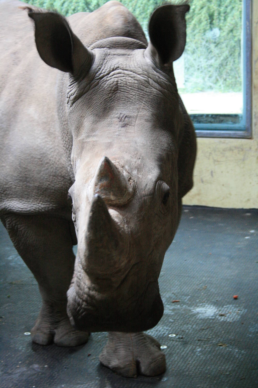 white rhino- female , behind the scense indoor exhibit