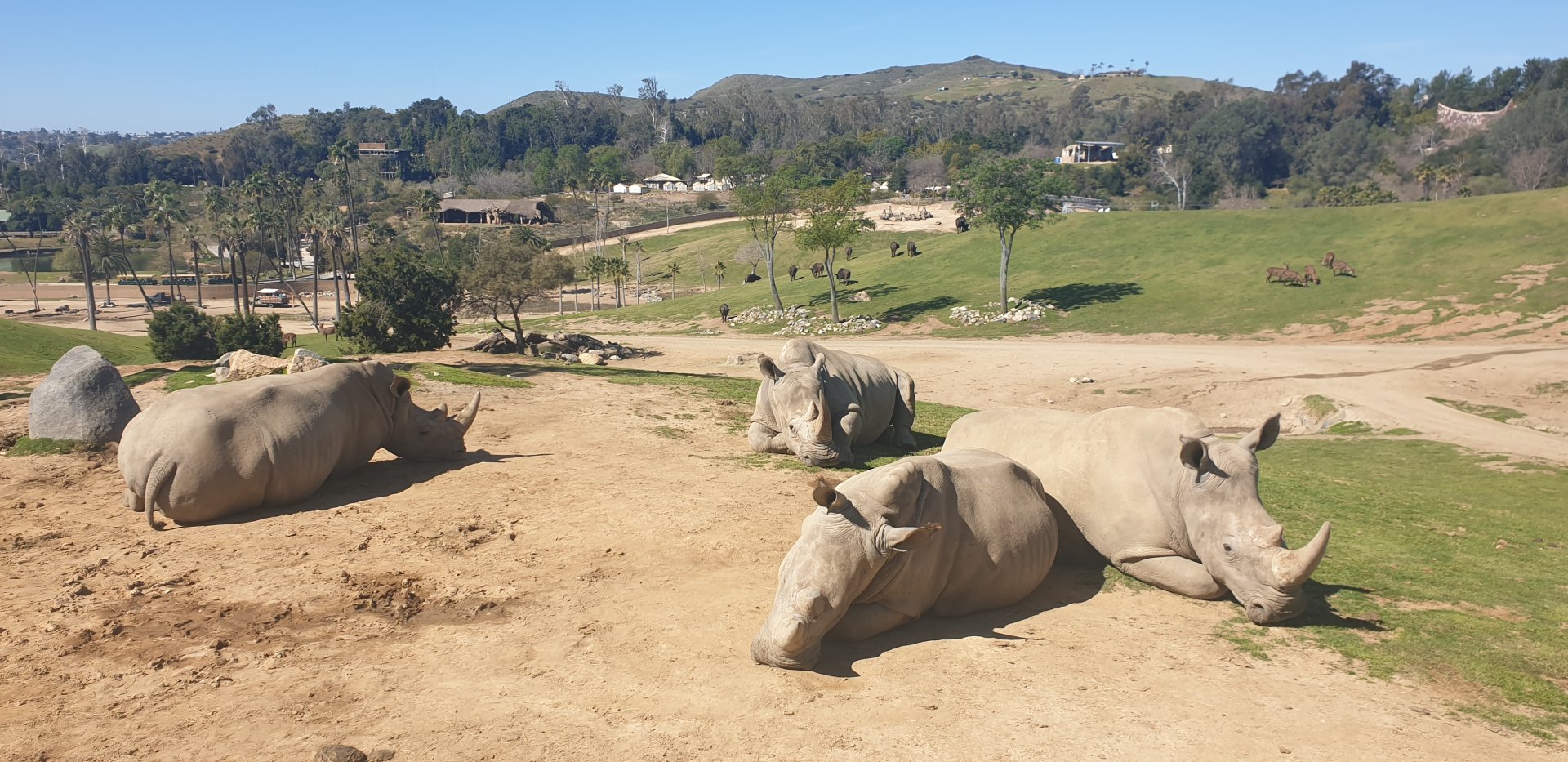 White Rhino Females