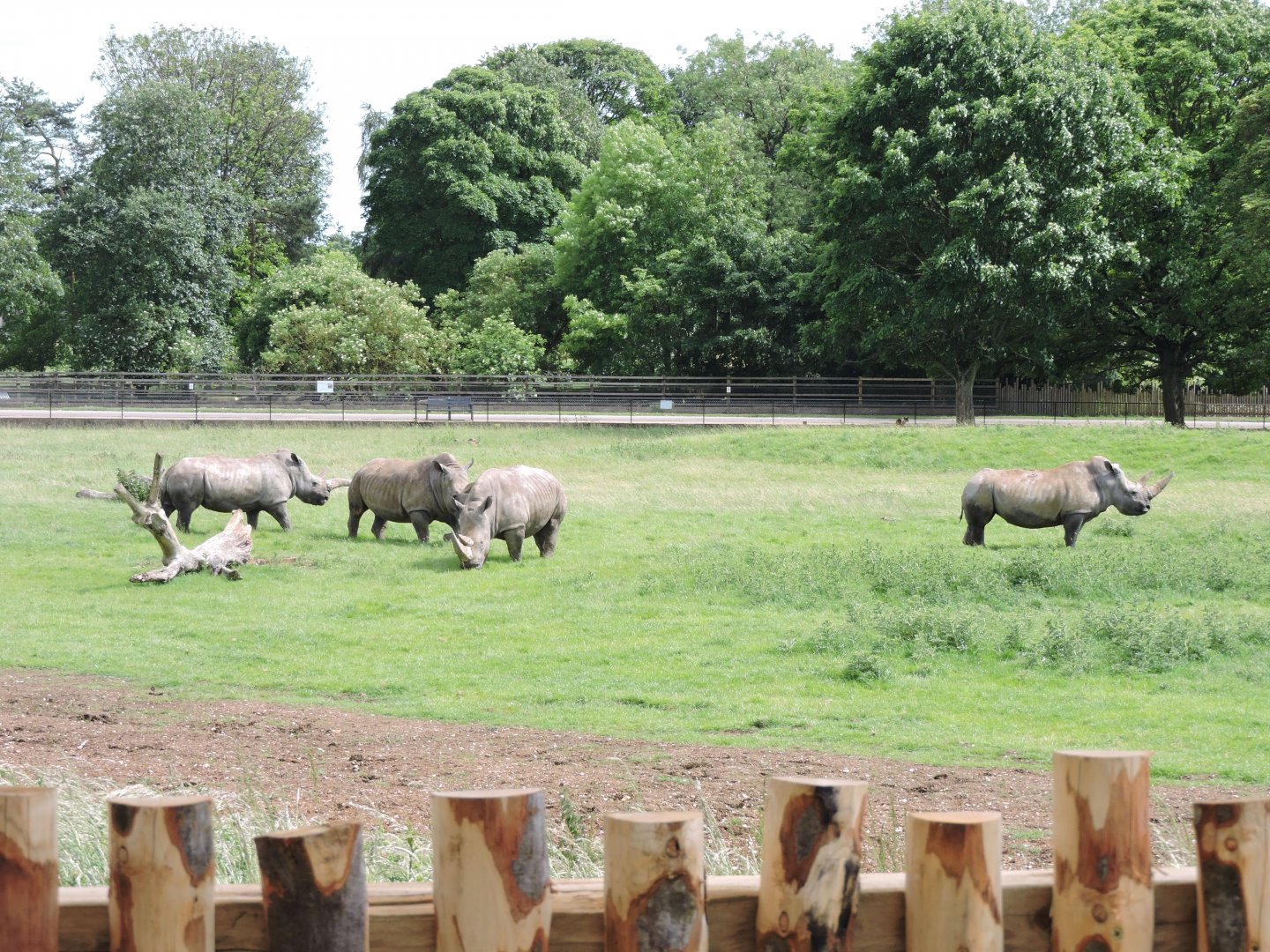 White Rhino from new viewing area