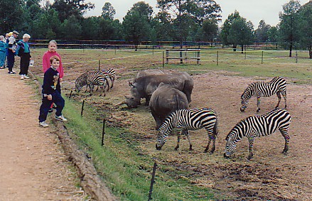 White Rhino & Grants Zebra  @ Western plains zoo