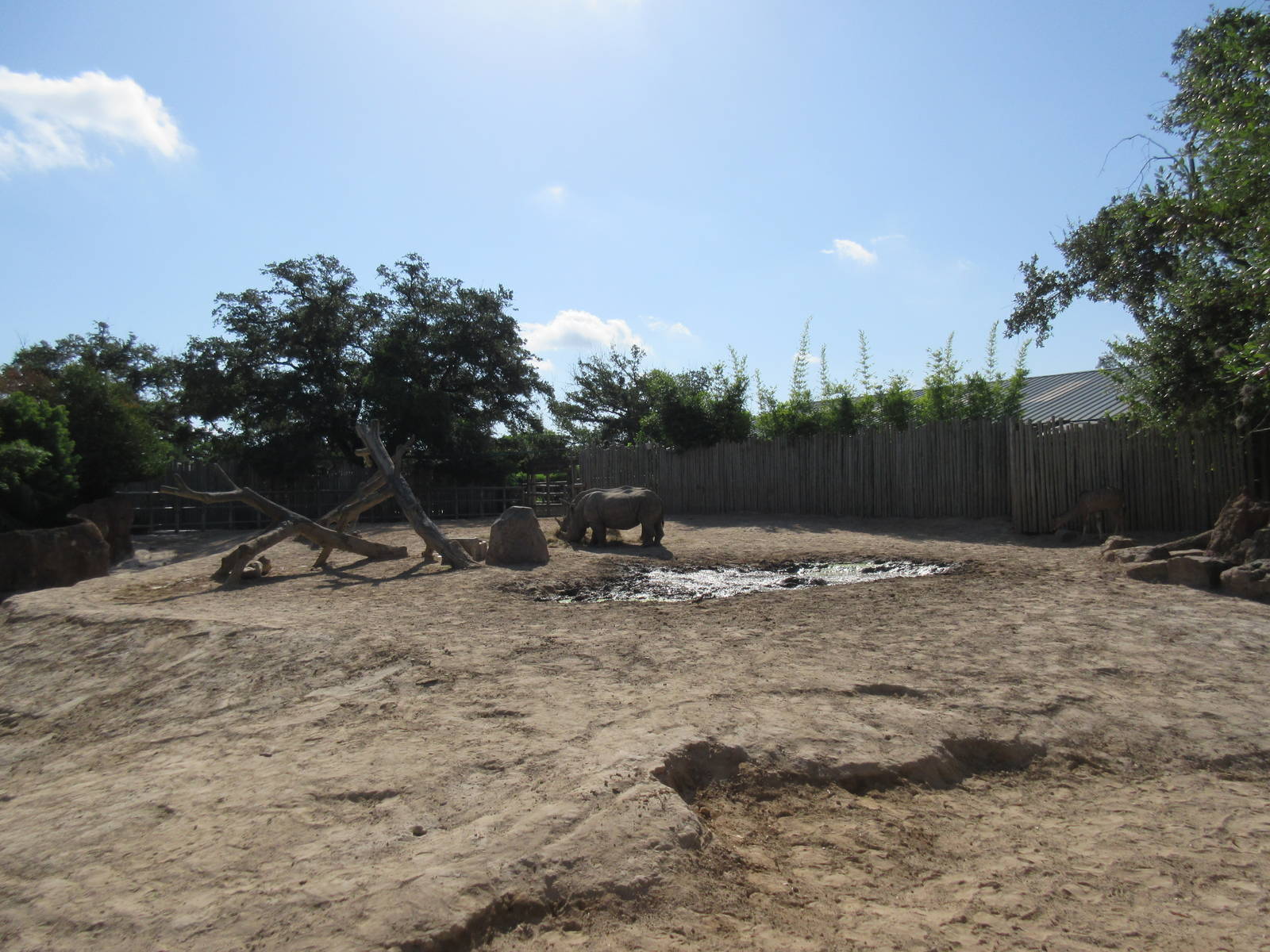 White Rhino/Greater Kudu Exhibit