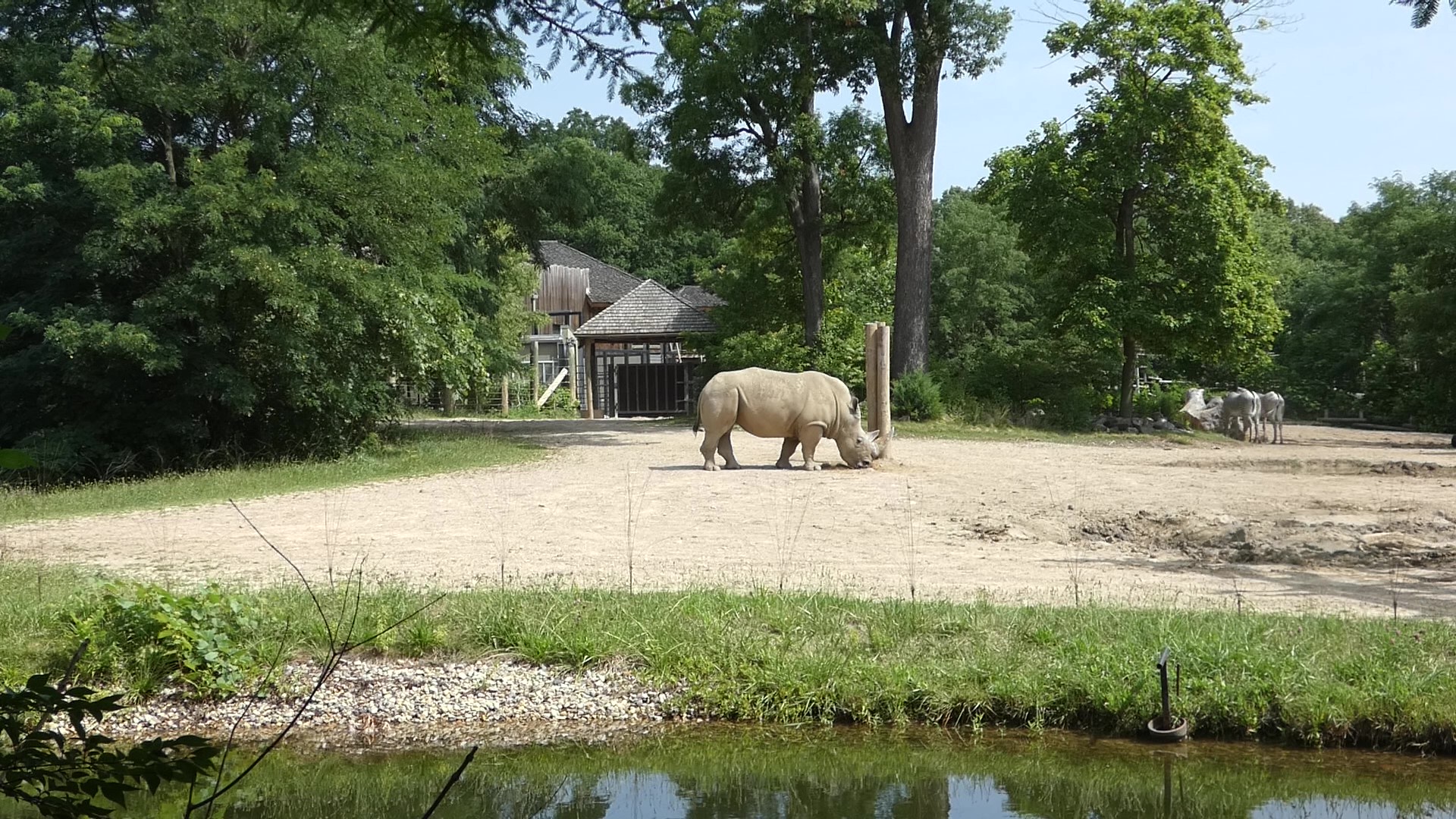 White Rhino/Grevy's Zebra Exhibit
