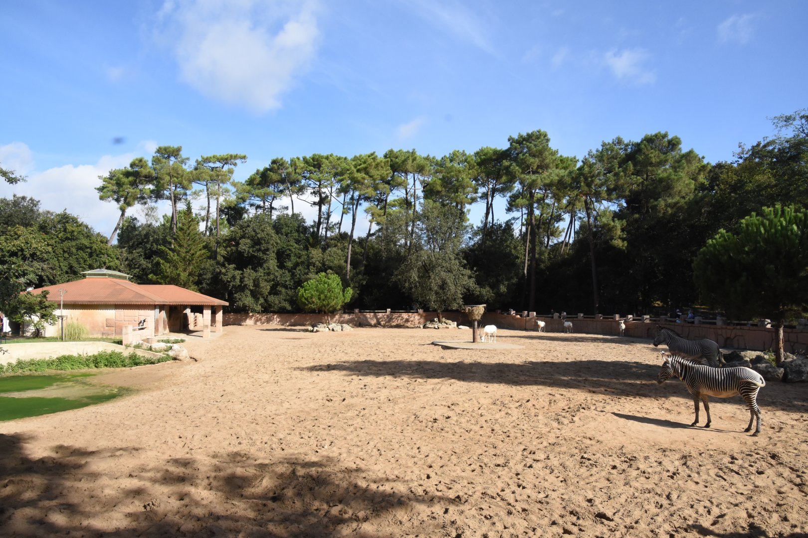 White Rhino, Grevy's Zebra & Scimitar-horned Oryx enclosure