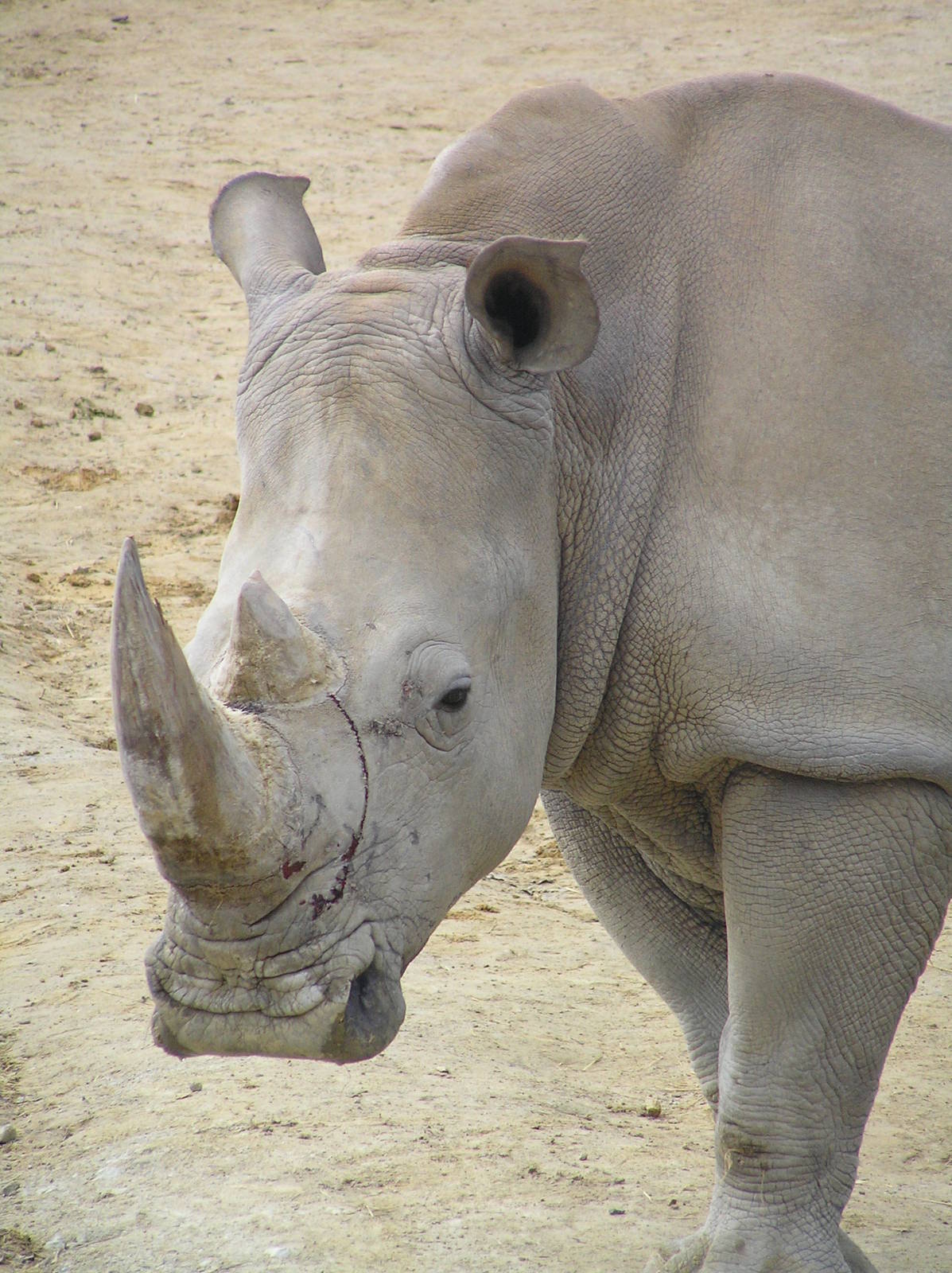 White rhino - Hamilton zoo 04