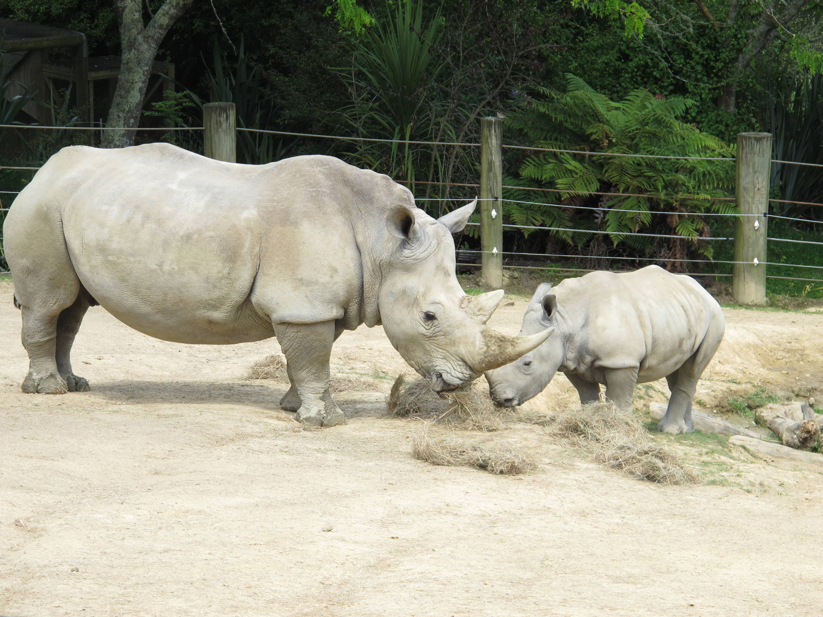 White Rhino - Hamilton Zoo 2012