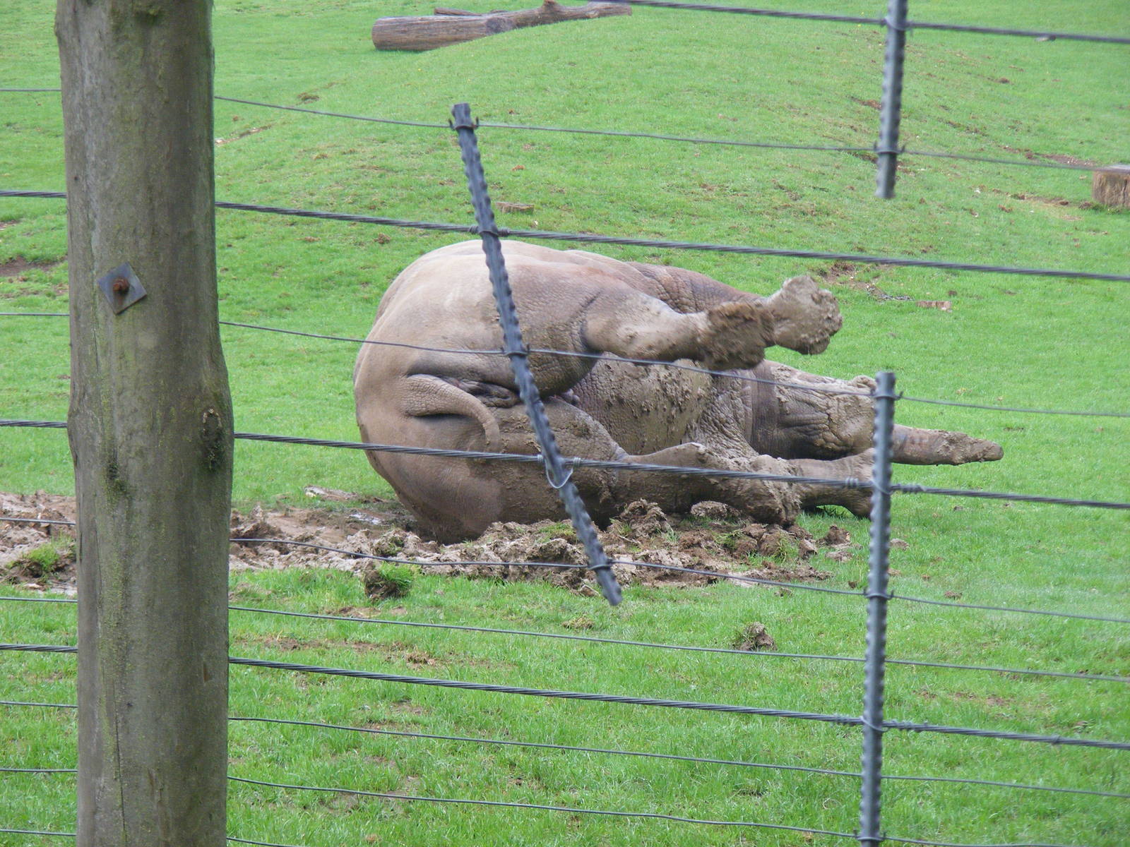 White rhino having a mud bath at Marwell Wildlife, 22 August 2010