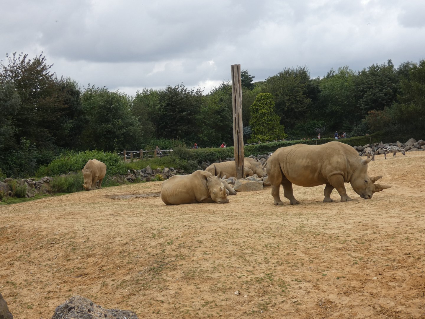 White rhino herd