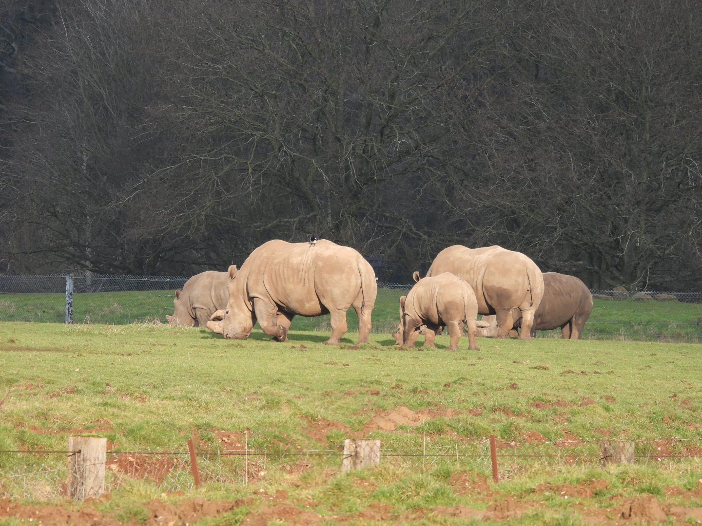 White Rhino herd