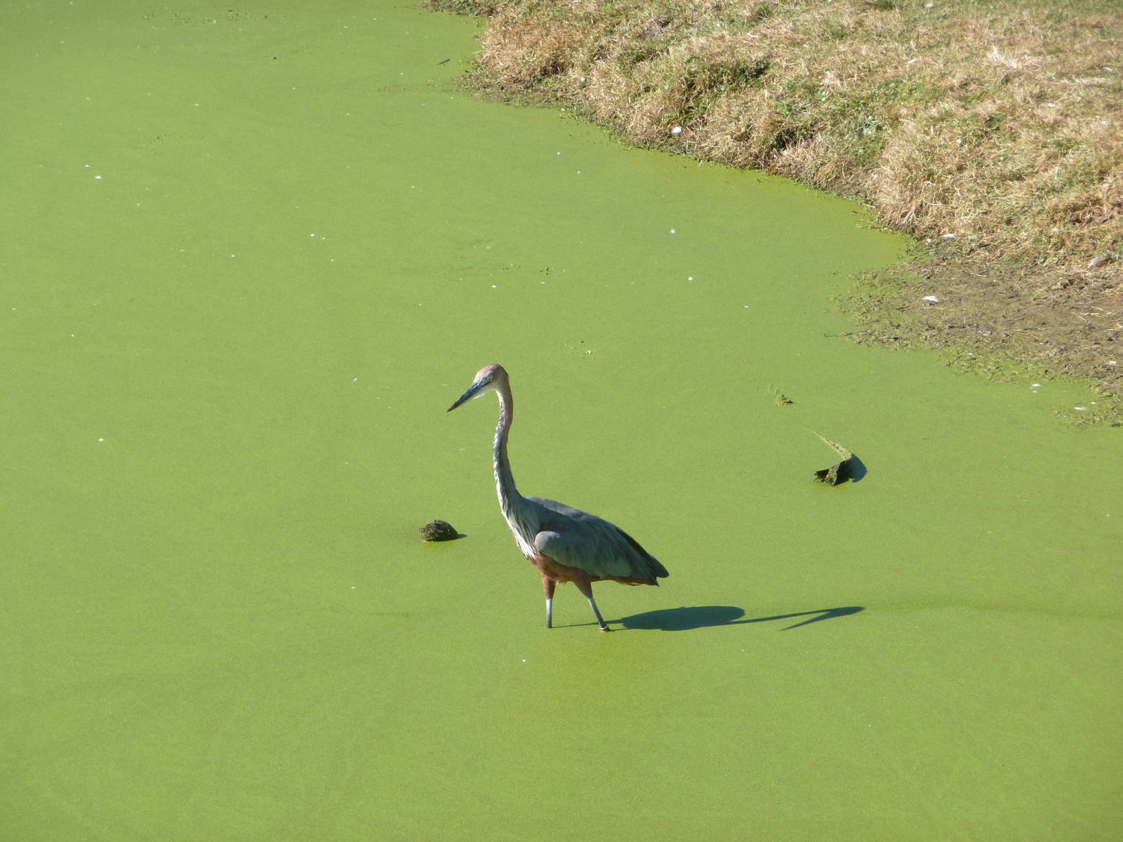White Rhino/Impala/Kudu/Ostrich Exhibit