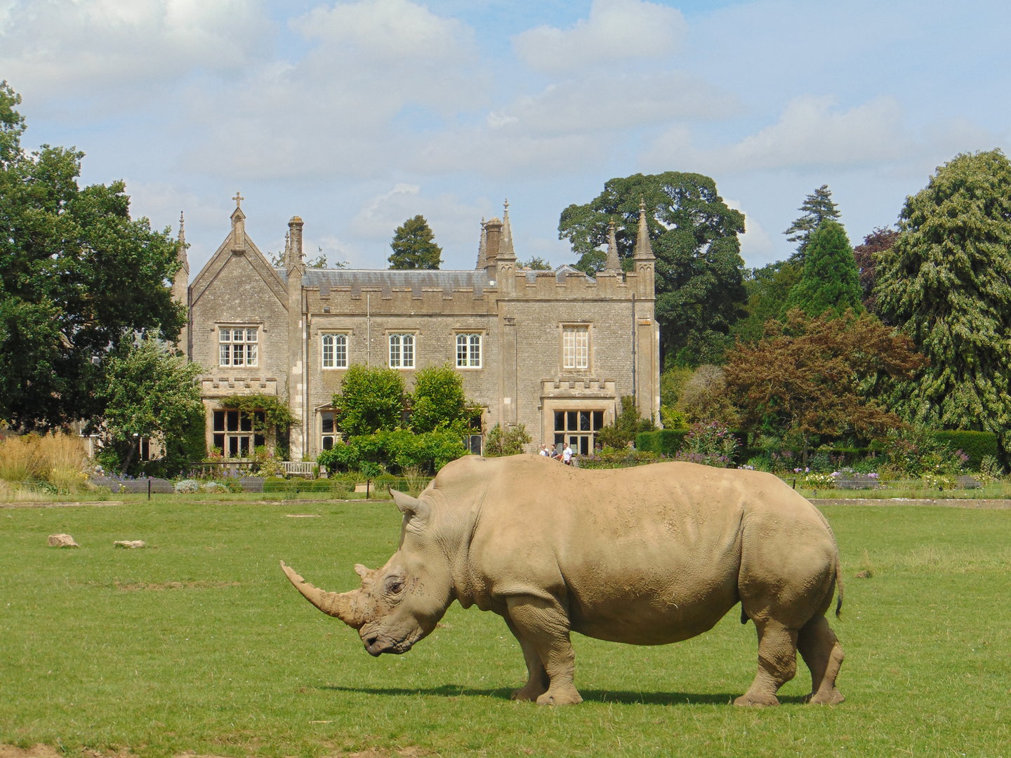 White Rhino in front of Bradwell Grove Manor