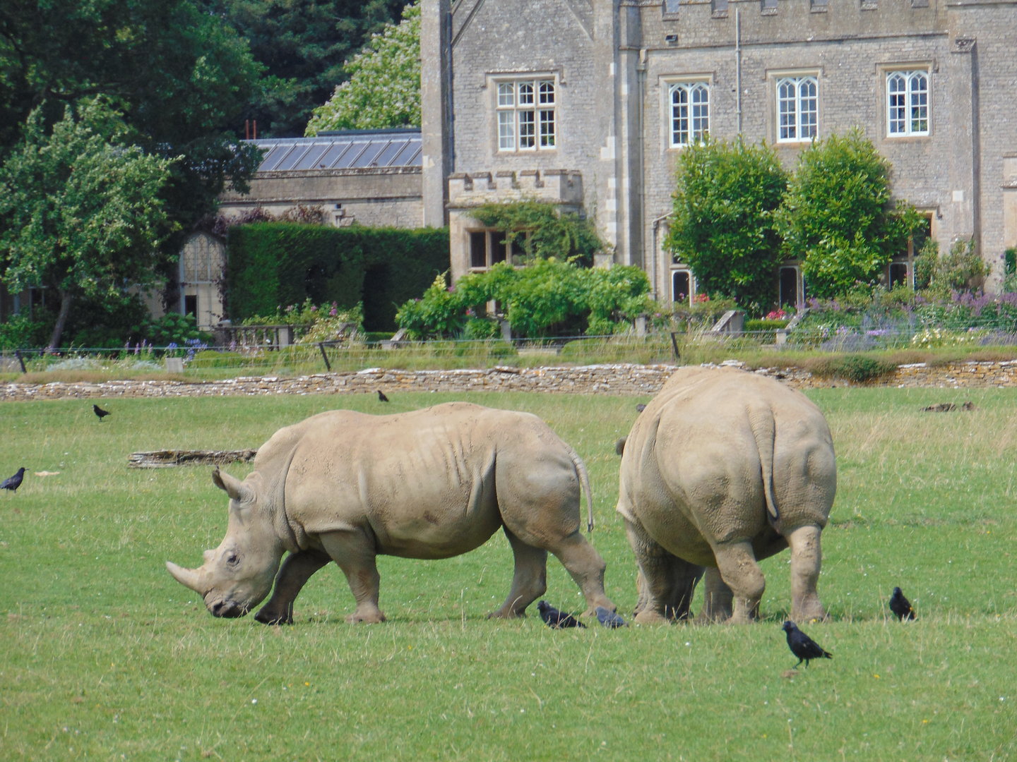 White Rhino in front of Bradwell Grove Manor