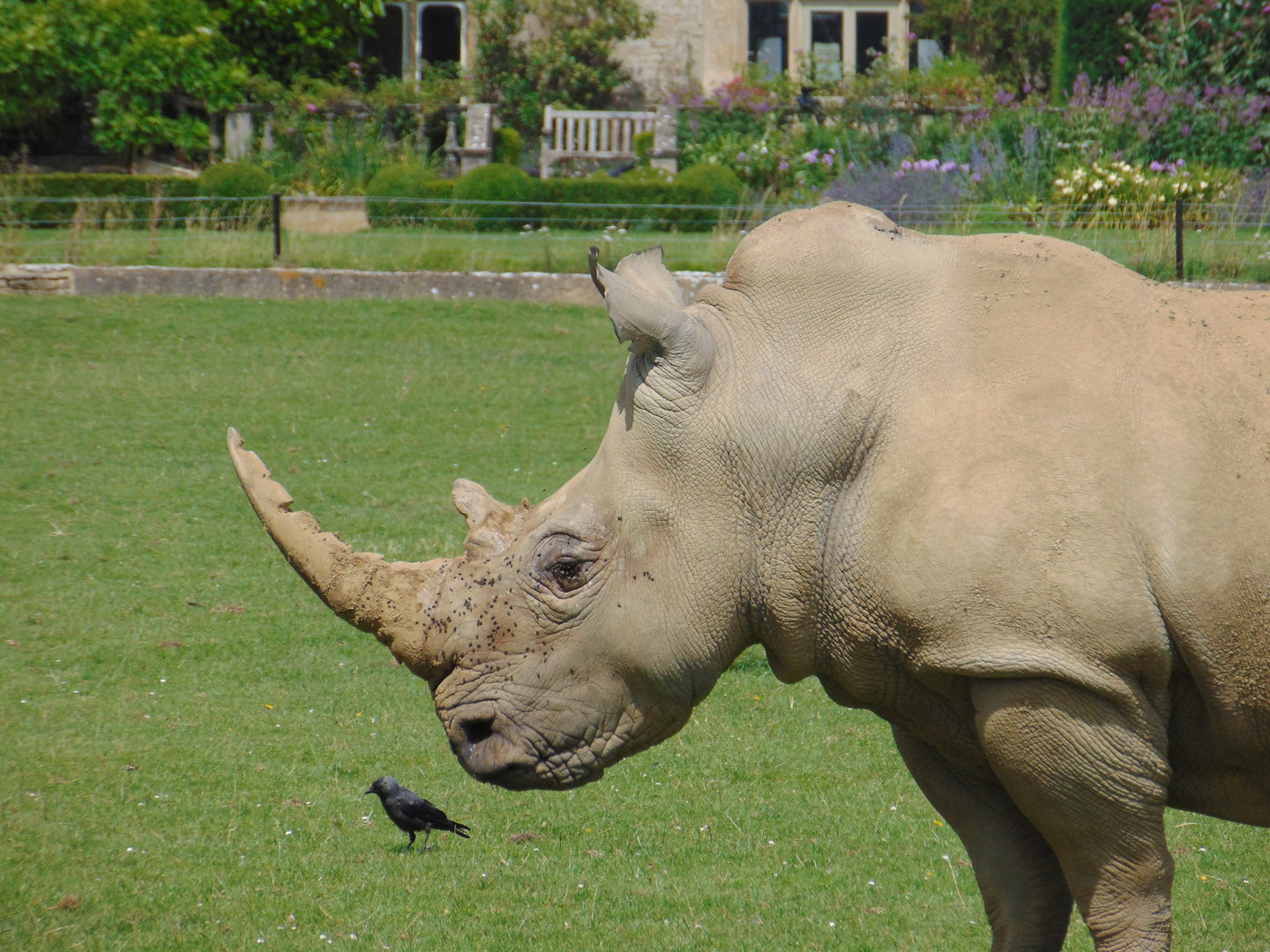 White Rhino in front of Bradwell Grove Manor