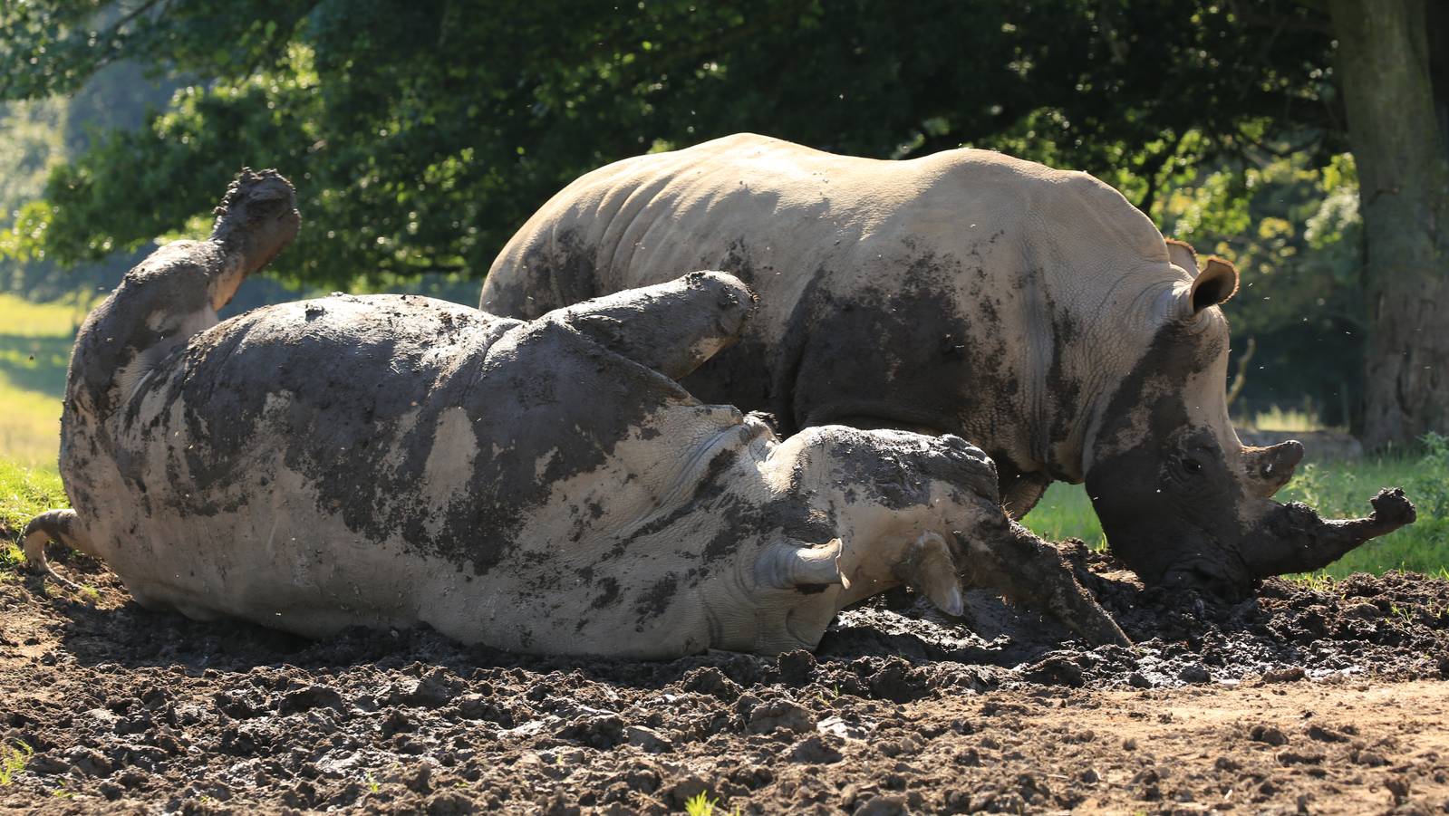 White Rhino in new Mud Wallow