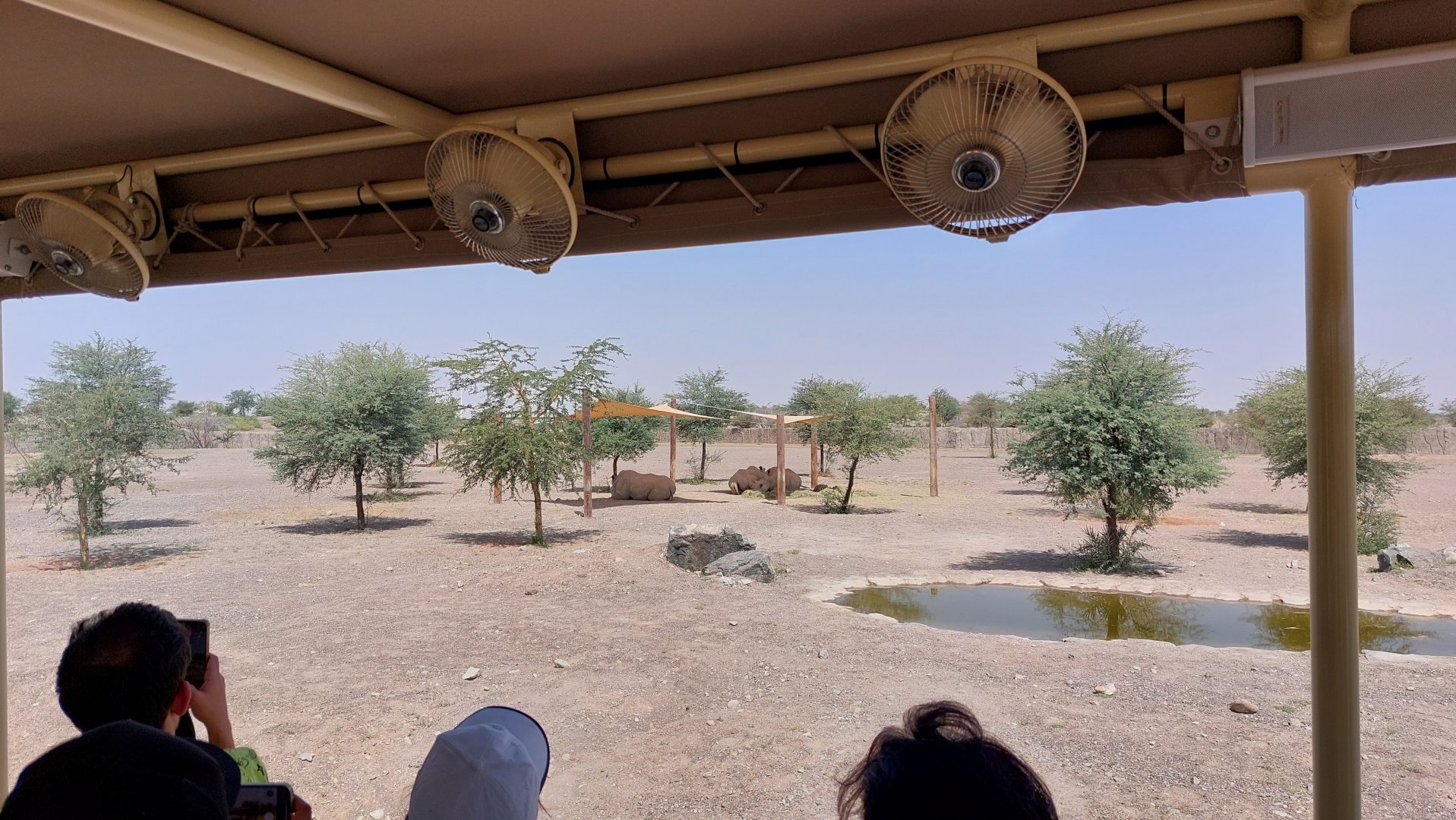 White Rhino in Ngorongoro area