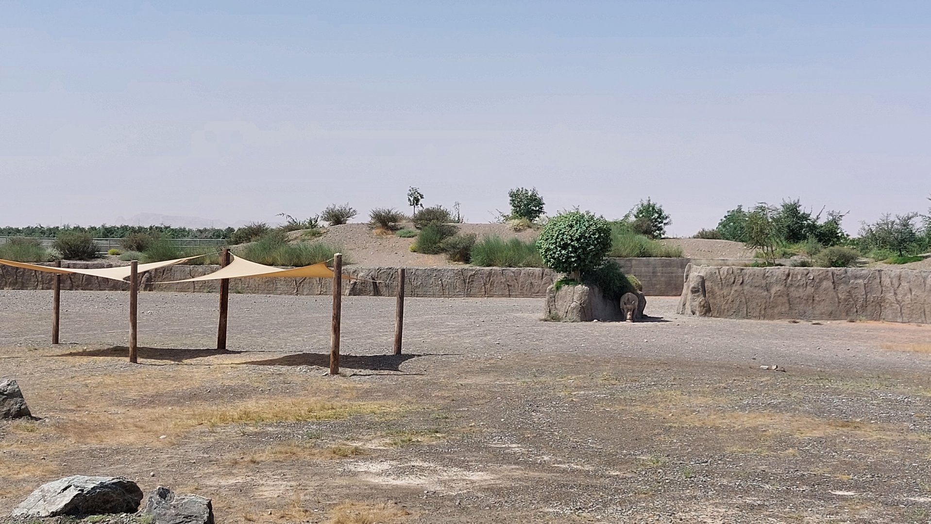 White Rhino in Ngorongoro area