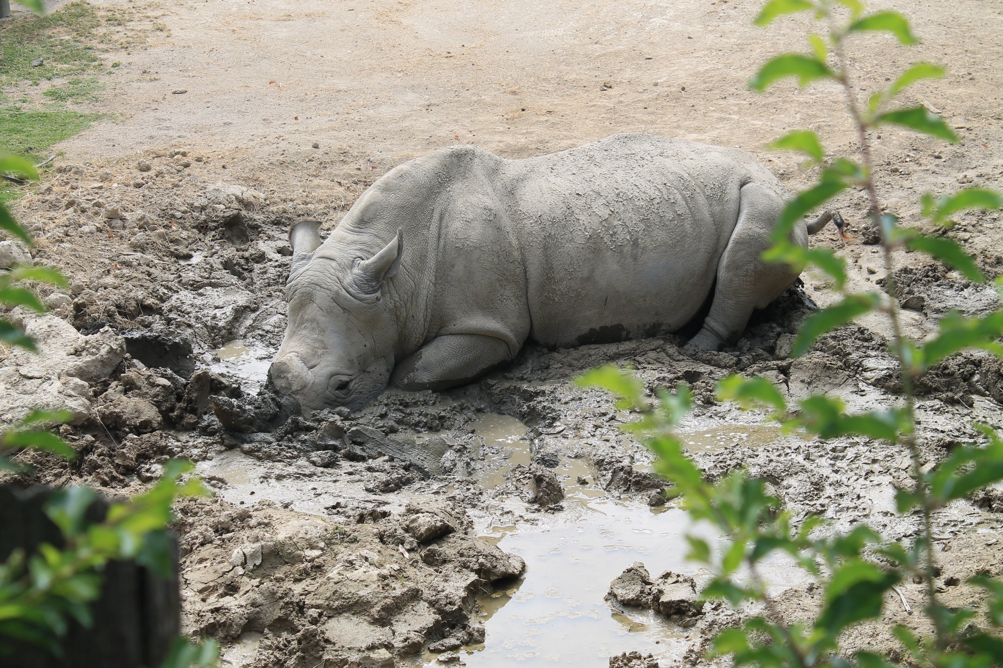 White Rhino in wallow