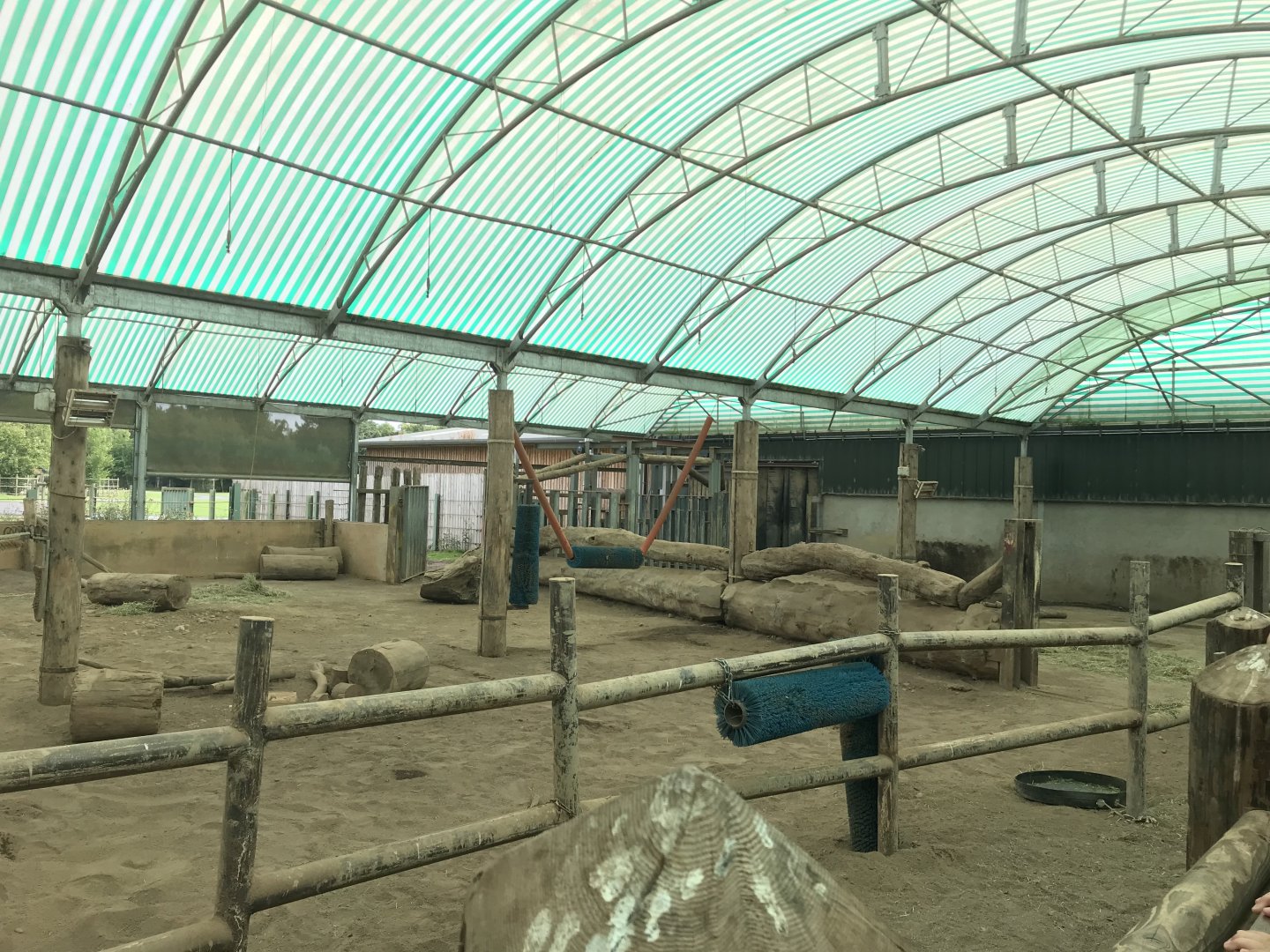 White rhino indoors (2)