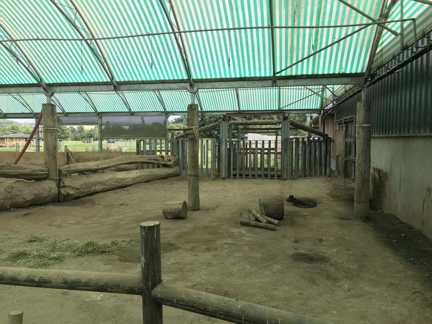 White rhino indoors (3)