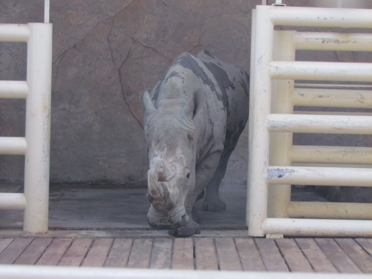 White rhino indoors