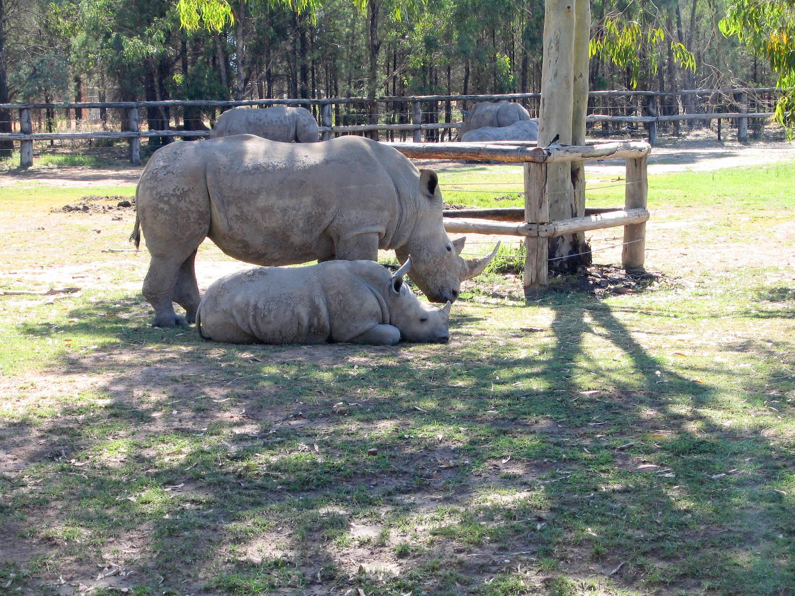 White Rhino - Jan 2004