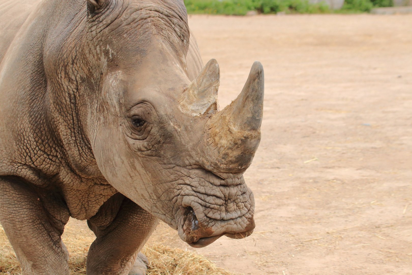 White rhino (July 2020)