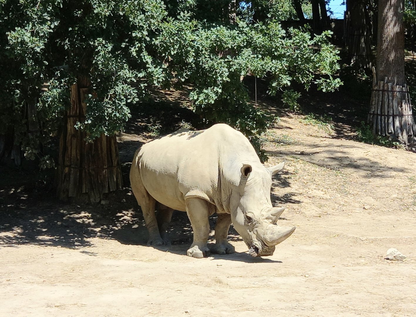 White rhino Kashka