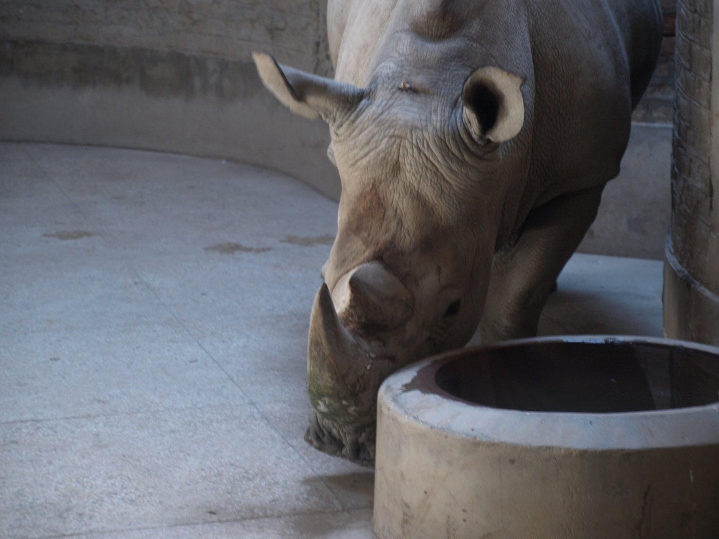 White rhino - Lahore zoo 8/4/2017