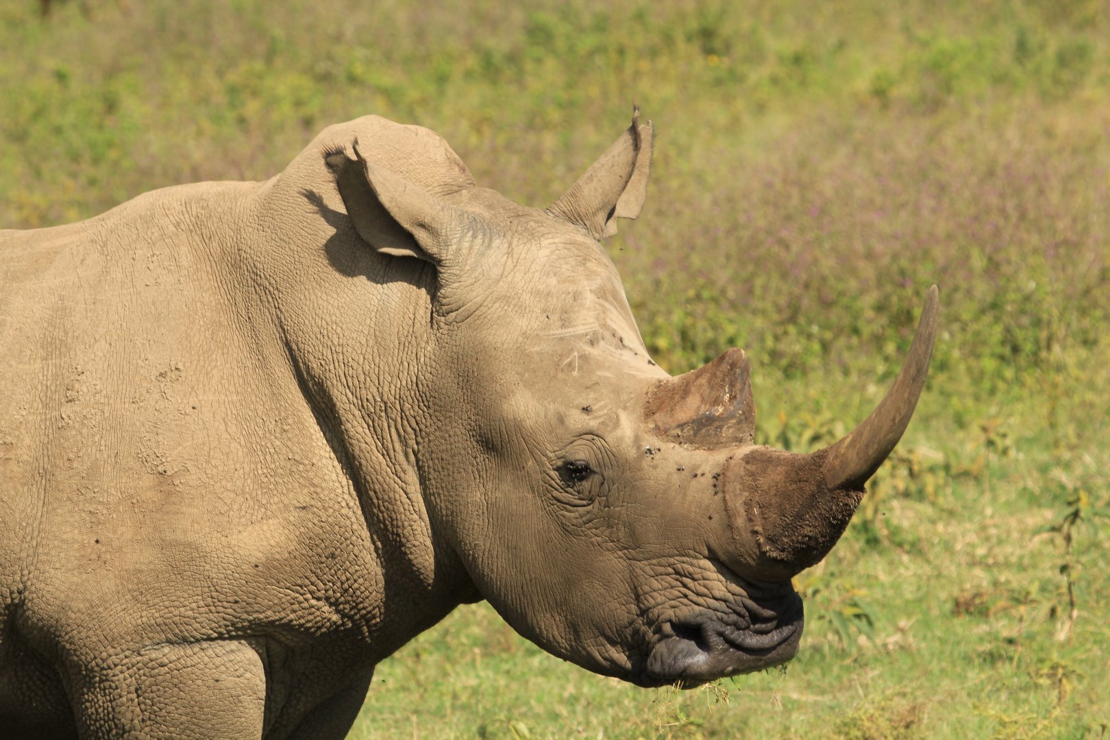 White Rhino - Lake Nakuru NP (September 2018)