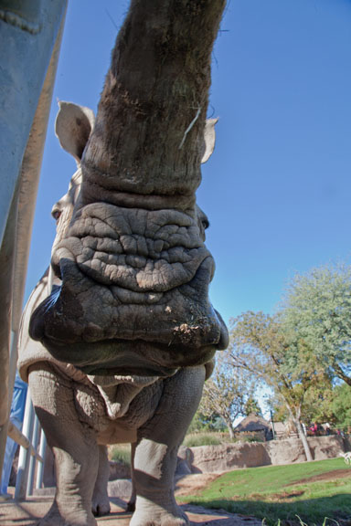 white rhino - low view