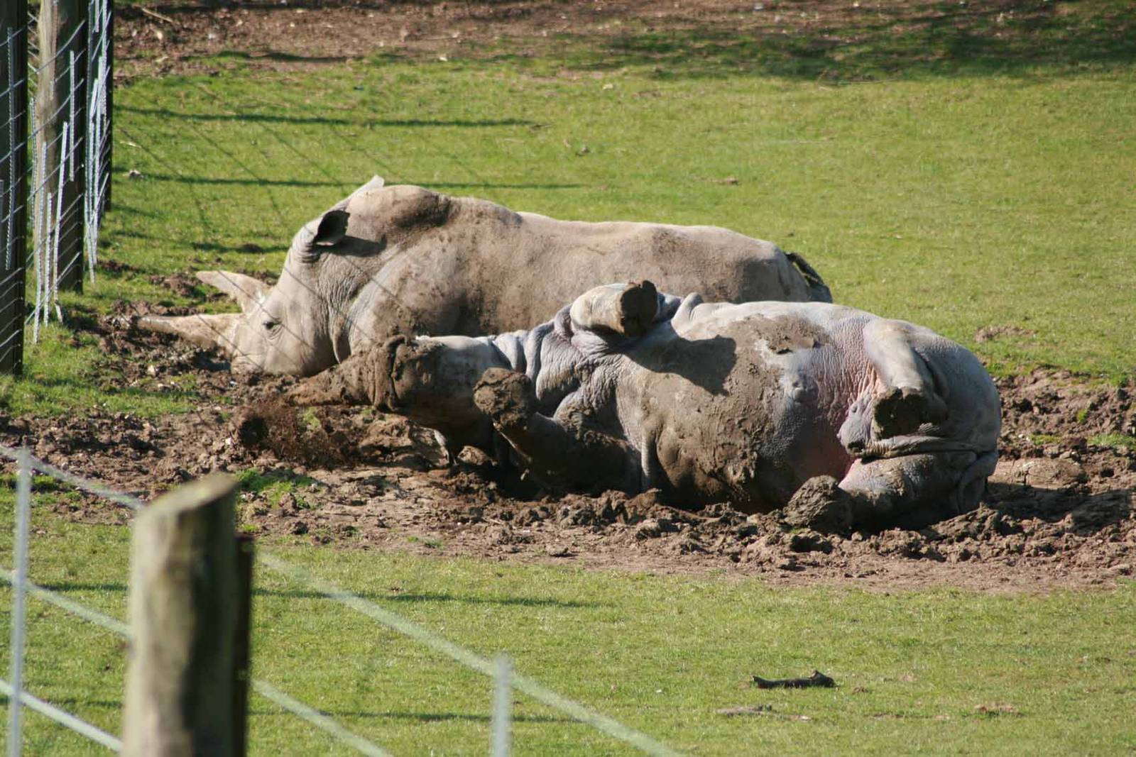White Rhino, Marwell Wildlife