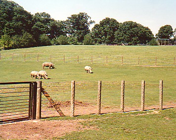 White Rhino @ Marwell zoo UK 1988