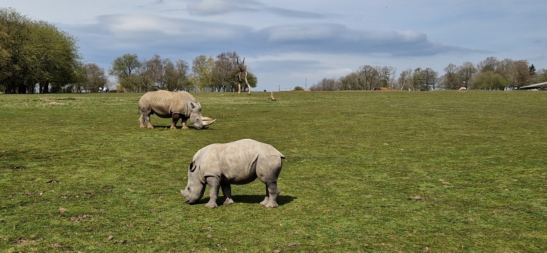 White Rhino mother and calf