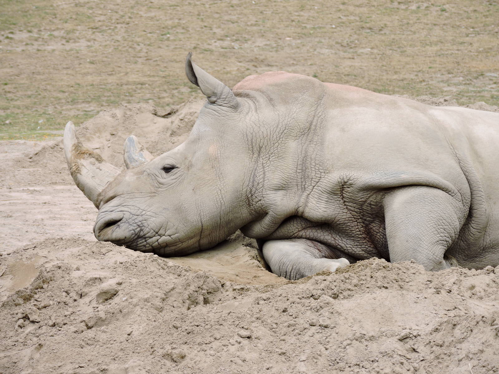 White Rhino Nap Time