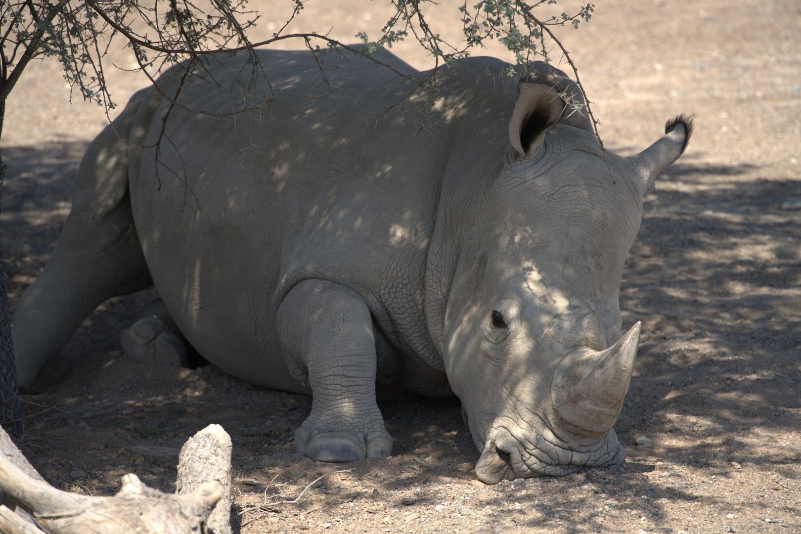 White Rhino,  Ngorongoro