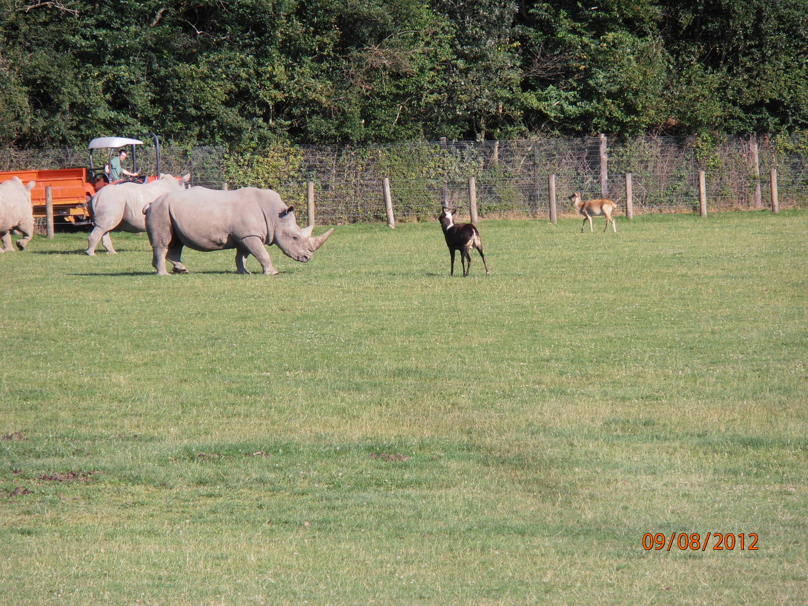 White rhino & nile lechwe