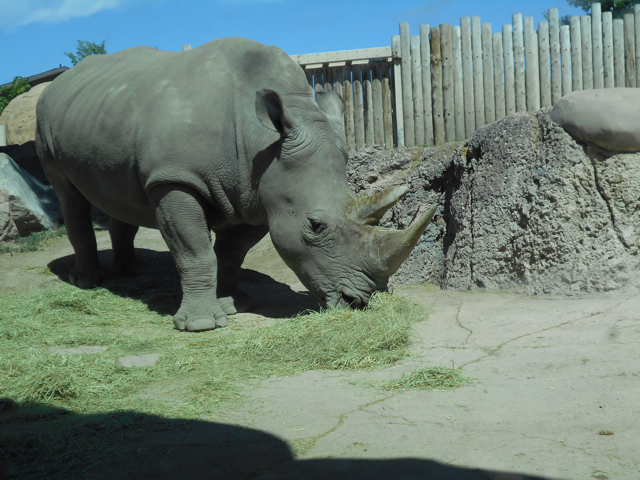 White rhino nose level