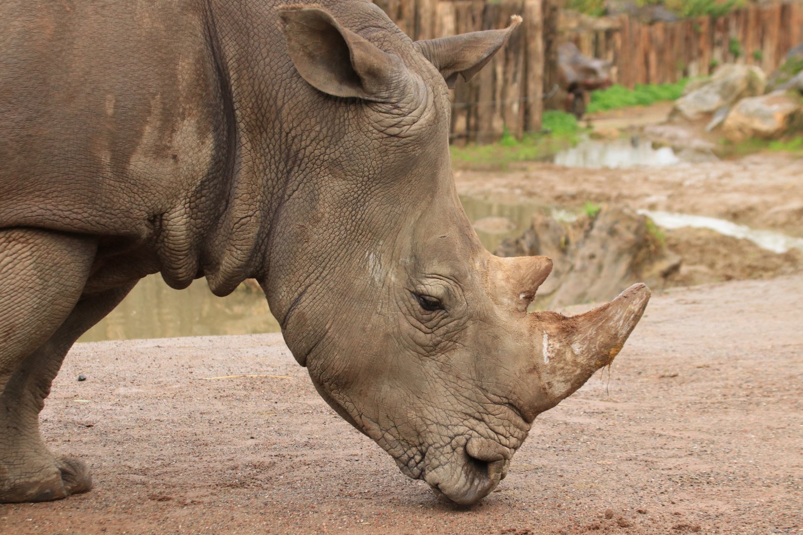 White rhino (November 2019)