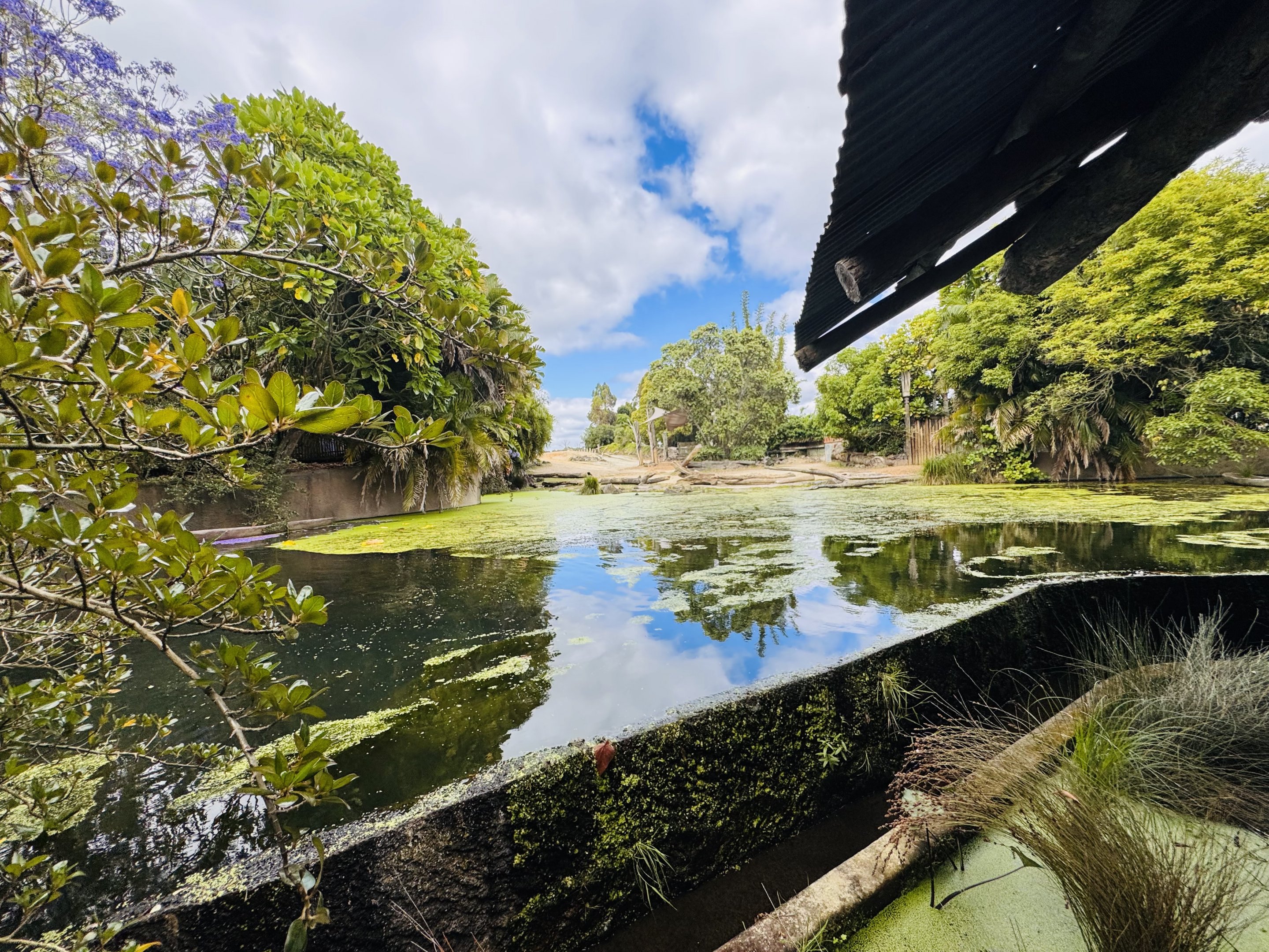 White rhino/nyala/waterbuck enclosure