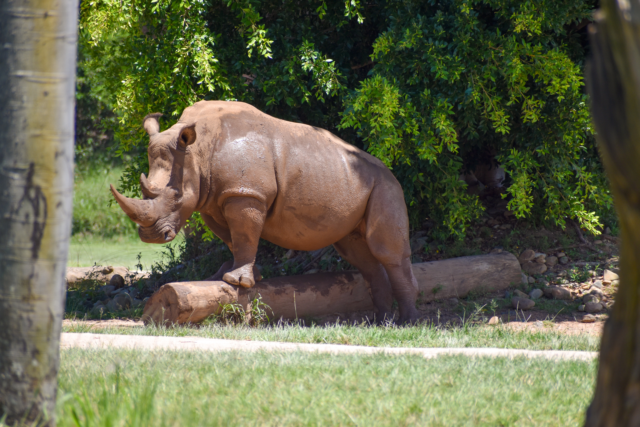 White Rhino on a Log