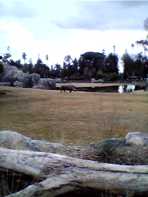 White rhino on main savanna