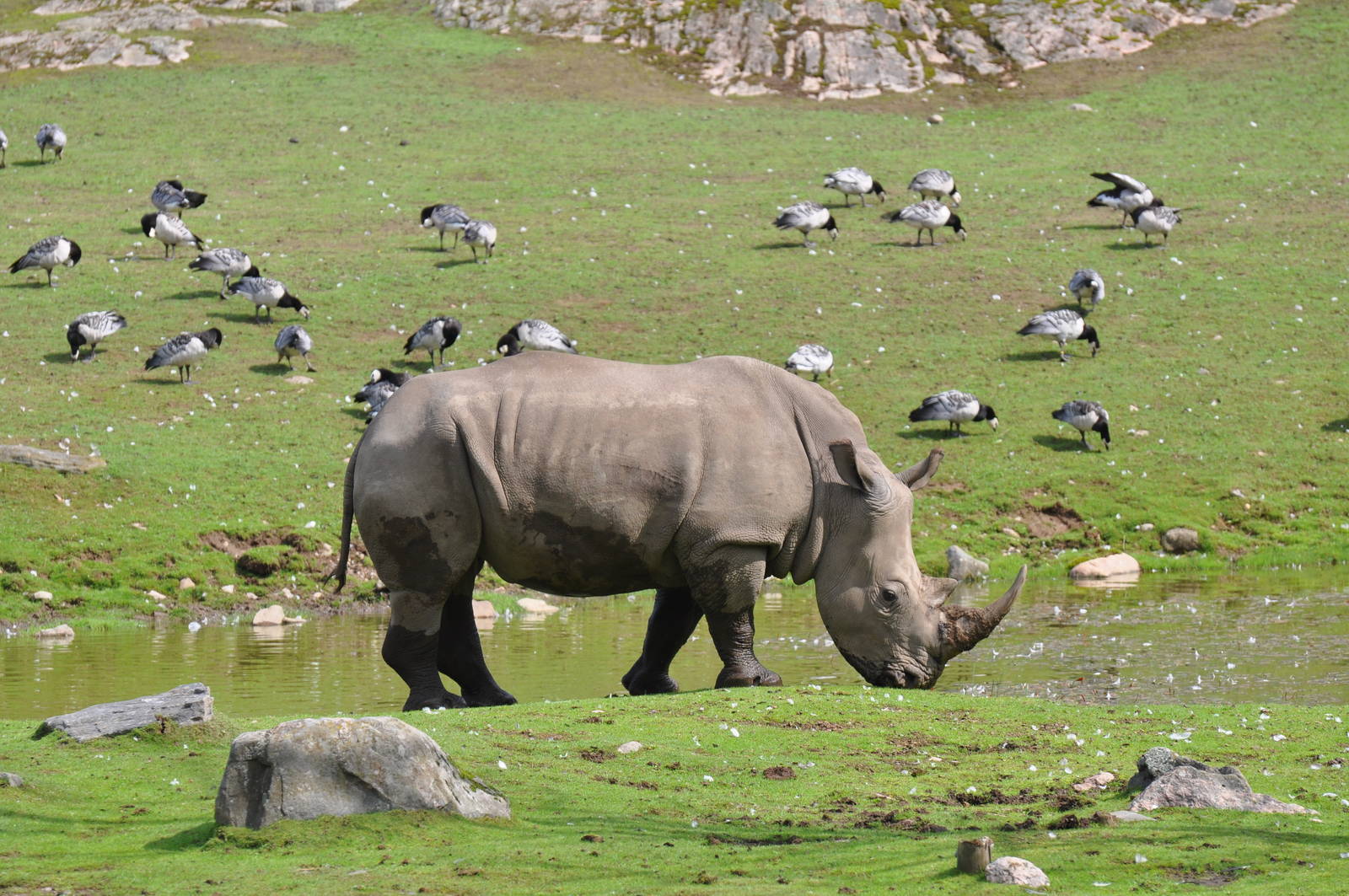 White rhino on the savanna