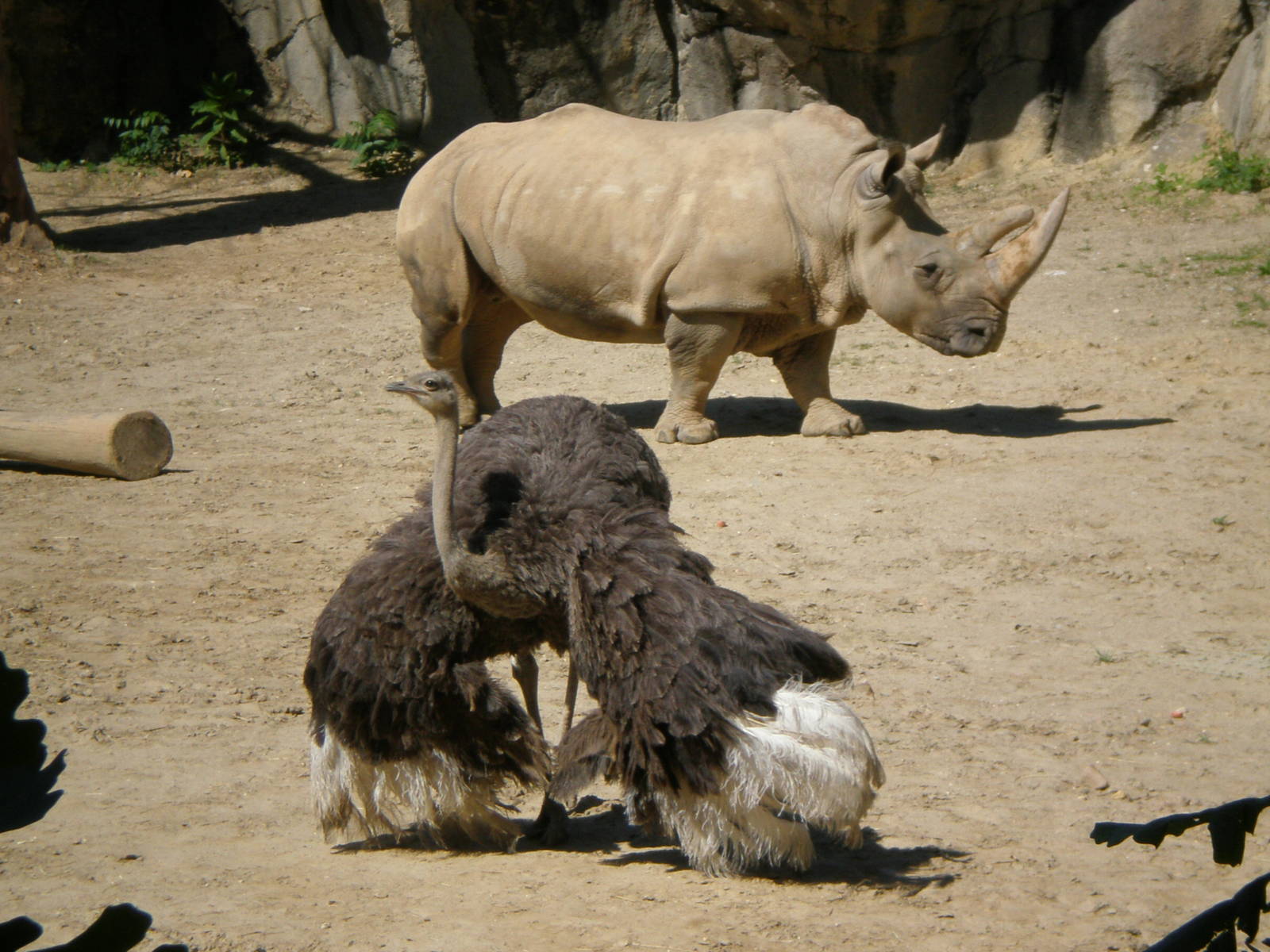 White Rhino Ostrich- Maryland Zoo MAY08