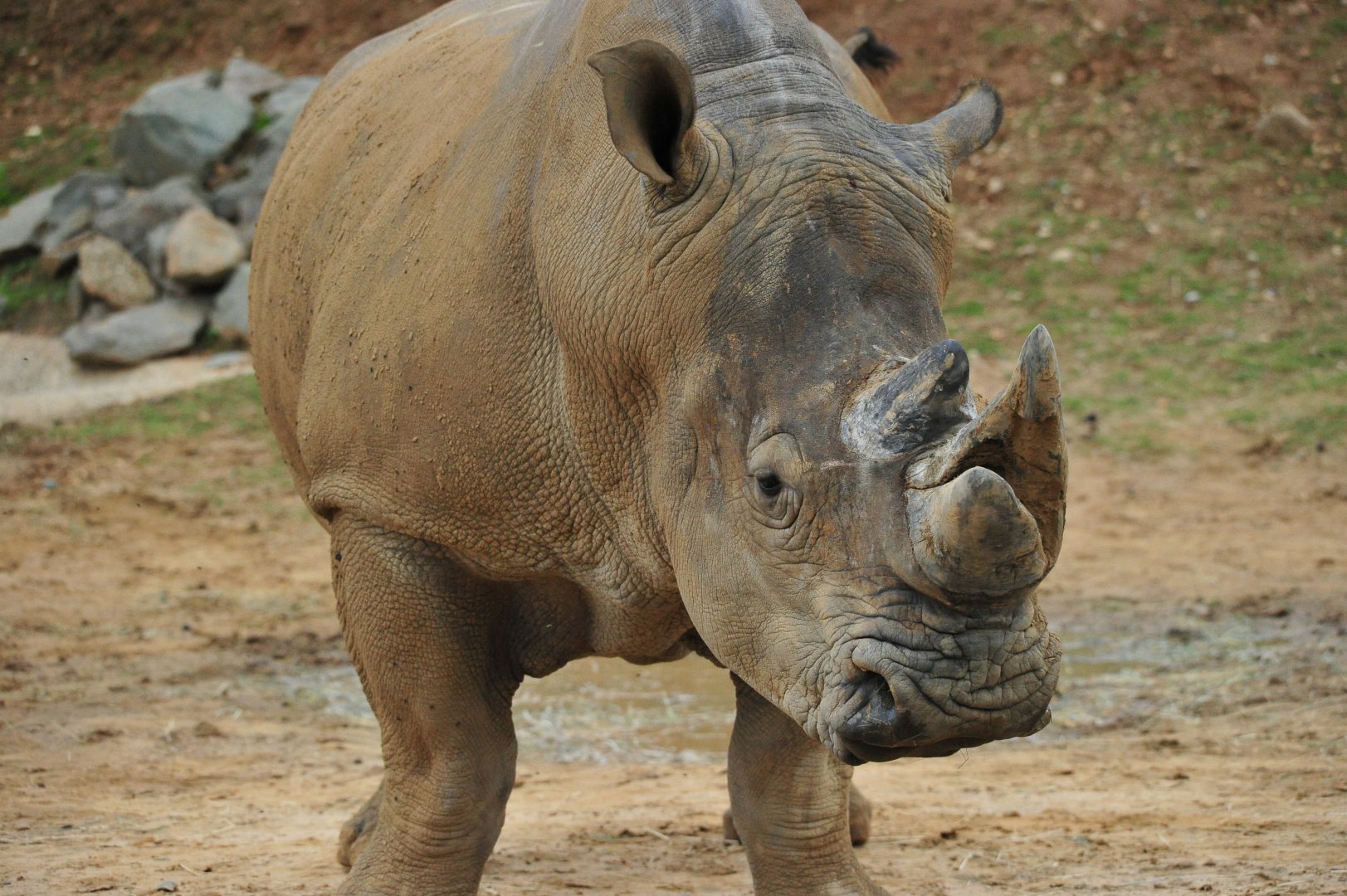 White Rhino Otto