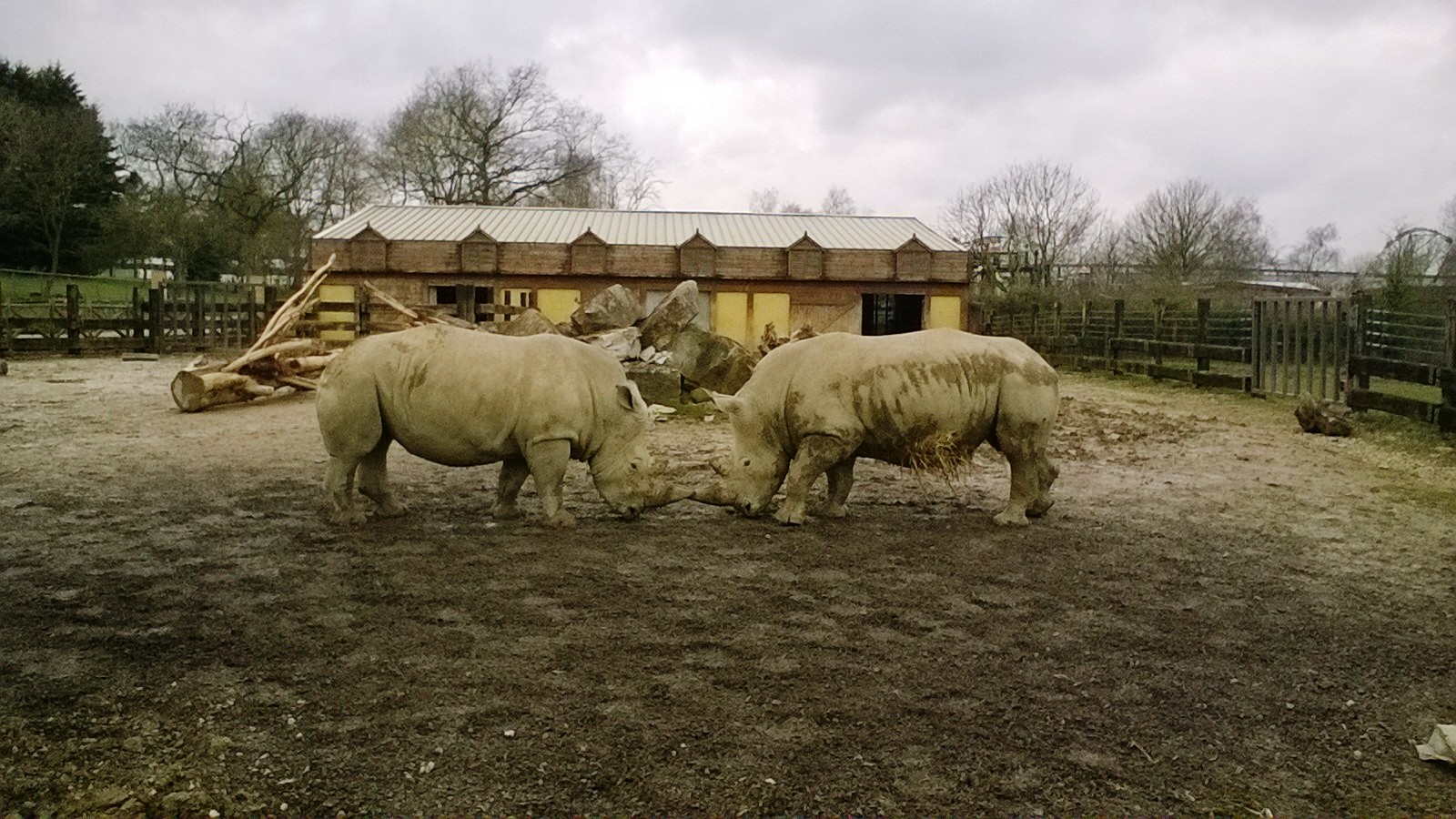 White Rhino Outdoor Enclosure 02-Apr-16